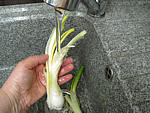 Purée de carottes aux oignons - 1.3