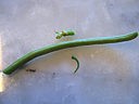Purée de haricots verts - 1.1