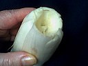 Endives au jambon - 1.3