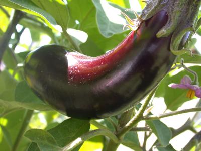 Photo : Plant d'aubergine