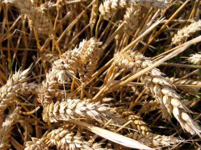 Photo : Farine de blé