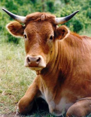 Photo : Repos du boeuf au champ