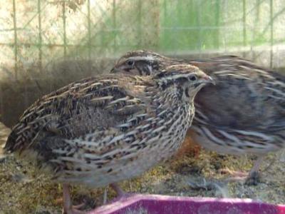 Photo : les cailles dans leur habitat
