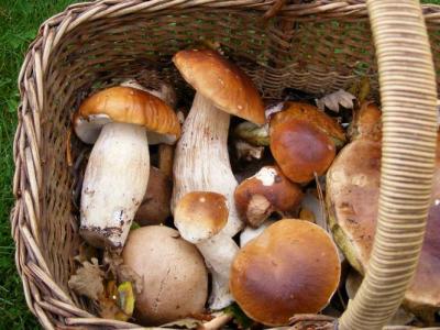 Photo : Panier de cèpes
