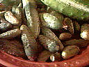corrnichon
