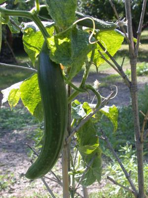 Photo : Plant de concombre