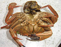 crabe