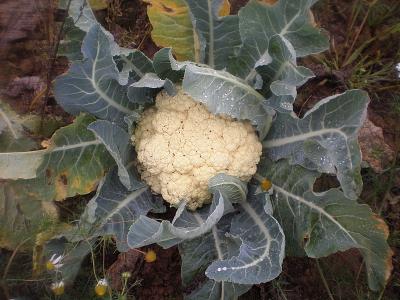 Photo : Plan de chou-fleur