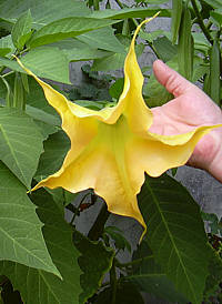 datura