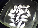 glaçons