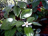 fleur d'oranger