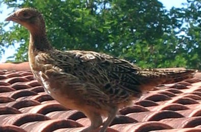 Photo : la poule faisane