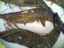 Gambas