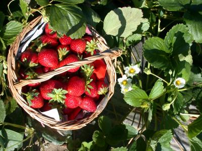 Fiche de cuisine : Fraise