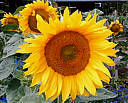 Fleur de tournesol