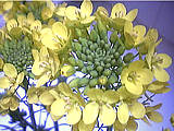 Fleur de colza