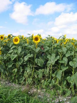 Photo : champs de tournesols et huile de tournesol