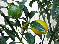 kumquat