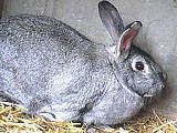 lapin