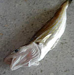 merluchon