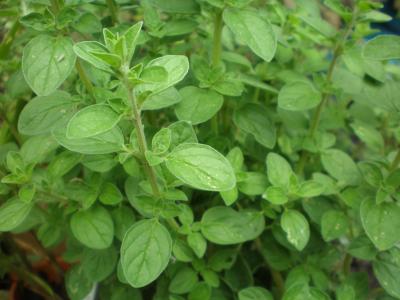Photo : Plant d'origan