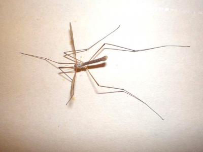Photo : moustique