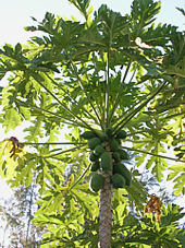 papaye