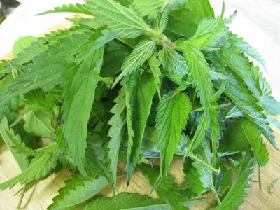 Photo : Plant d'orties