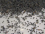 graines de pavot