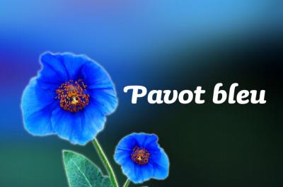 Photo : Pavot