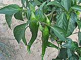 Piment doux des landes