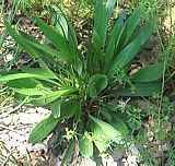Plantain