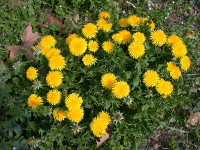Photo : Le pissenlit en fleur