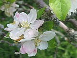 Fleurs de pommier