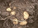 pommes de terre