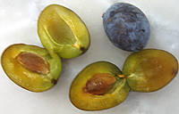 Prune d'ente, fruit oblong violet