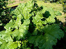 Rhubarbe
