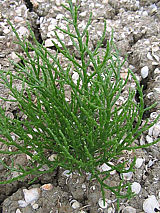 plant de salicornes