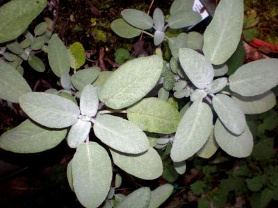 Photo : feuilles de sauge