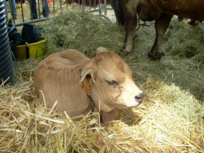 Photo : Veau couché à l'étable