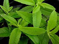 verveine