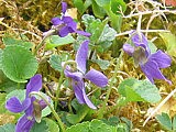 violettes