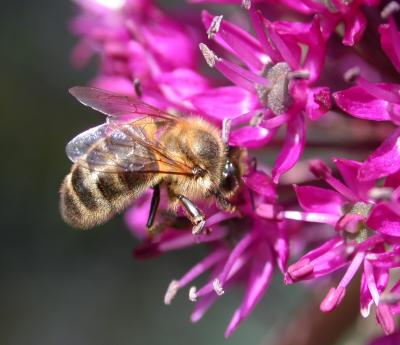 Photo : Abeille butinant