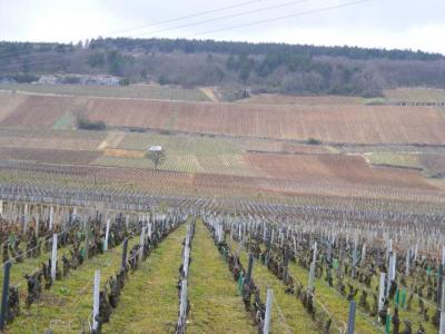 Photo : Vignes de Bourgogne