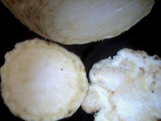 Blanquette de coquilles Saint-Jacques - 4.4