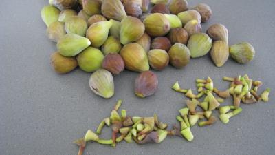 Poêlée de figues au caramel - 1.1
