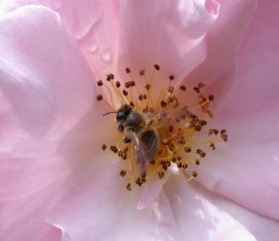 Photo : Pollen