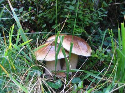 cèpes