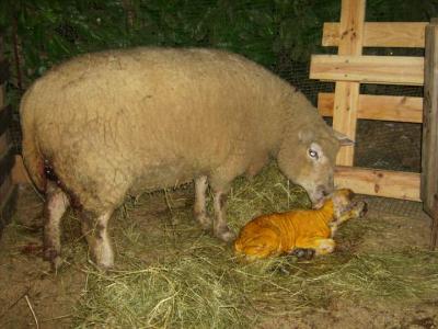 Photo : Mouton