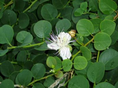 fleur de capre